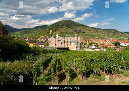 Stadtblick und Landschaft mit Weinbergen rund um Kaysersberg, Elsass, Frankreich Stockfoto