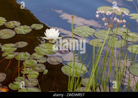 Ein malerischer weißer Lotus wächst in einem Teich zwischen runden Blättern. Stockfoto
