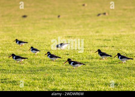 Eine Schar Austernfänger, die auf einem grünen Feld stehen Stockfoto