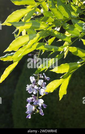 Blauregen, Chinesischer Blauregen, Chinesische Wisteria, Wisterie, Glyzine, Glyzinie, Glycin, Glycinie, Wisteria sinensis, Chinesische Glyzinen, La Glycin Stockfoto