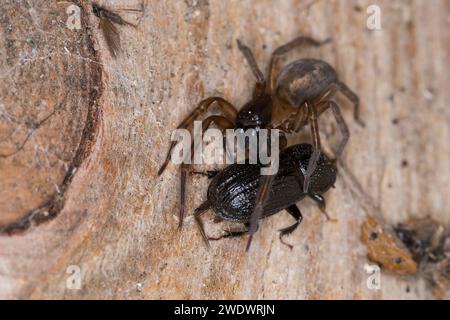 Ähnliche Fensterspinne, mit erbeutetem Käfer, Beute, Haus-Finsterspinne, Fensterspinne, Finsterspinne, Kellerspinne, Amaurobius similis, Spitzenweber s Stockfoto