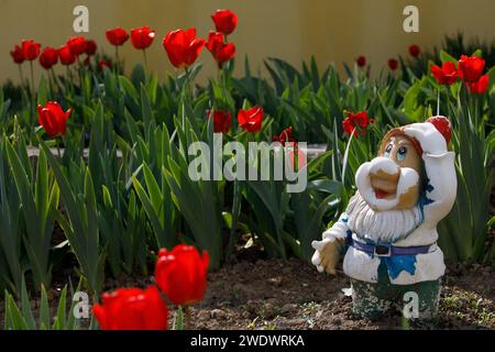 Ungewöhnliche rote Tulpen wachsen im Garten. Hochwertige Fotos Stockfoto