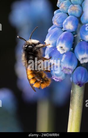Gehörnte Mauerbiene, Männchen beim Blütenbesuch auf Traubenhyazinthe, Muscari, Bestäubung, Osmia cornuta, Europäische Obstbaubiene, orchardbiene, horngesichtet Stockfoto