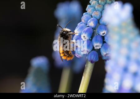 Gehörnte Mauerbiene, Männchen beim Blütenbesuch auf Traubenhyazinthe, Muscari, Bestäubung, Osmia cornuta, Europäische Obstbaubiene, orchardbiene, horngesichtet Stockfoto