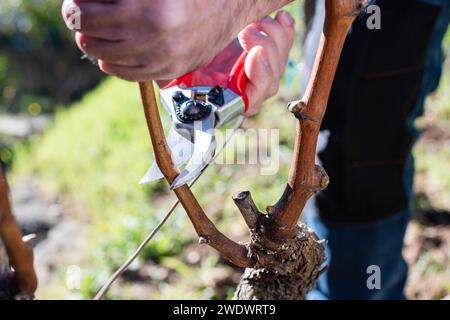 Der Winzer beschneidet den Weinberg mit einer professionellen Stahlschere. Traditionelle Landwirtschaft. Winterschnitt. Stockfoto