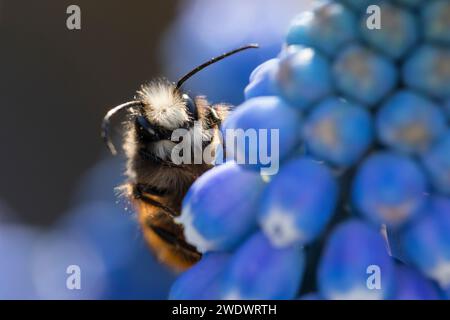 Gehörnte Mauerbiene, Männchen beim Blütenbesuch auf Traubenhyazinthe, Muscari, Bestäubung, Osmia cornuta, Europäische Obstbaubiene, orchardbiene, horngesichtet Stockfoto