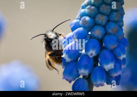 Gehörnte Mauerbiene, Männchen beim Blütenbesuch auf Traubenhyazinthe, Muscari, Bestäubung, Osmia cornuta, Europäische Obstbaubiene, orchardbiene, horngesichtet Stockfoto