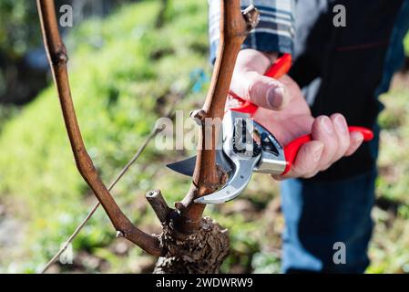 Der Winzer beschneidet den Weinberg mit einer professionellen Stahlschere. Traditionelle Landwirtschaft. Winterschnitt. Stockfoto