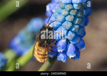 Gehörnte Mauerbiene, Männchen beim Blütenbesuch auf Traubenhyazinthe, Muscari, Bestäubung, Osmia cornuta, Europäische Obstbaubiene, orchardbiene, horngesichtet Stockfoto