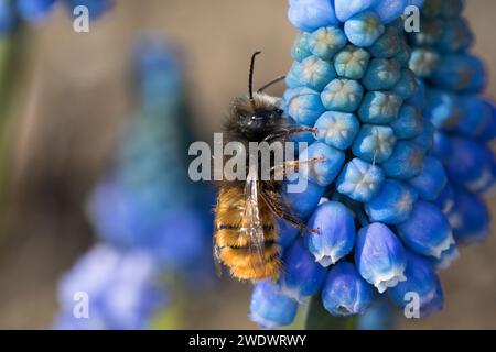 Gehörnte Mauerbiene, Männchen beim Blütenbesuch auf Traubenhyazinthe, Muscari, Bestäubung, Osmia cornuta, Europäische Obstbaubiene, orchardbiene, horngesichtet Stockfoto