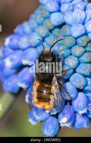 Gehörnte Mauerbiene, Männchen beim Blütenbesuch auf Traubenhyazinthe, Muscari, Bestäubung, Osmia cornuta, Europäische Obstbaubiene, orchardbiene, horngesichtet Stockfoto