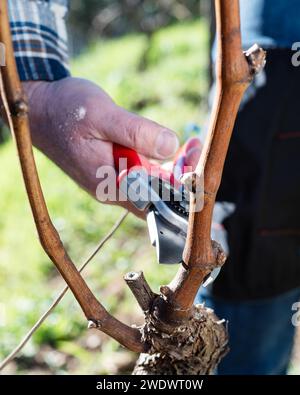 Der Winzer beschneidet den Weinberg mit einer professionellen Stahlschere. Traditionelle Landwirtschaft. Winterschnitt. Stockfoto