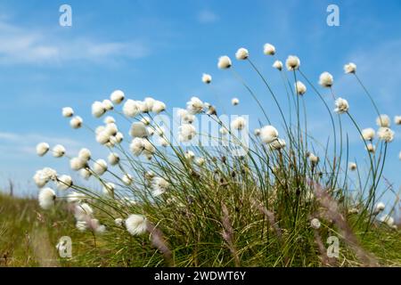 Eriophorum angustifolium, allgemein bekannt als gewöhnliches Baumwollgras oder gewöhnliches Baumwollsedge mit flauschigen Samenköpfen in Schottland Stockfoto