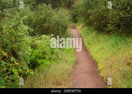 Juniper Canyon Trail, Pinnacles National Park, Kalifornien Stockfoto