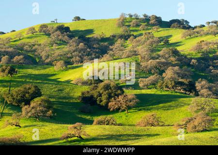 Eichenwälder, San Luis Reservoir State Wildlife Area, California Stockfoto