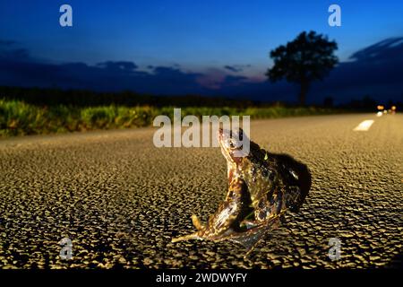 Erwachsener gemeiner Frosch (Rana temporaria) überquert die Landstraße in der Dämmerung des vereinigten Königreichs Stockfoto