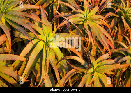 Agave, Shoreline Park, Pacific Grove, Kalifornien Stockfoto