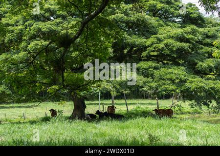 Herde von gyr-Kühen, die unter einem großen Baum auf einem Grasfeld auf einer Viehzucht Schatten spendenden Stockfoto