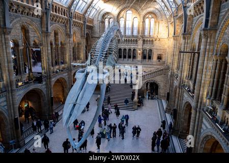 Besucher unter dem Skelett eines Blauwals in der Hintze Hall, dem Haupteingang des Natural History Museum am 19. Januar 2024 in London, Großbritannien. Das Museum stellt eine große Auswahl an Exemplaren aus verschiedenen Bereichen der Naturgeschichte aus. Das Museum beherbergt lebendige und erdwissenschaftliche Exemplare, die rund 80 Millionen Gegenstände aus fünf Hauptsammlungen umfassen: Botanik, Entomologie, Mineralogie, Paläontologie und Zoologie. Das Museum ist ein Forschungszentrum, das sich auf Taxonomie, Identifikation und Erhaltung spezialisiert hat. Stockfoto