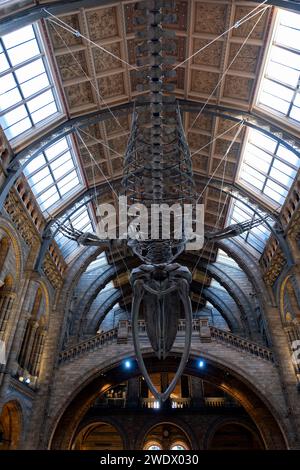 Besucher unter dem Skelett eines Blauwals in der Hintze Hall, dem Haupteingang des Natural History Museum am 19. Januar 2024 in London, Großbritannien. Das Museum stellt eine große Auswahl an Exemplaren aus verschiedenen Bereichen der Naturgeschichte aus. Das Museum beherbergt lebendige und erdwissenschaftliche Exemplare, die rund 80 Millionen Gegenstände aus fünf Hauptsammlungen umfassen: Botanik, Entomologie, Mineralogie, Paläontologie und Zoologie. Das Museum ist ein Forschungszentrum, das sich auf Taxonomie, Identifikation und Erhaltung spezialisiert hat. Stockfoto