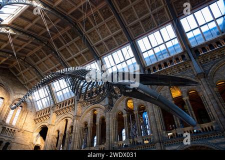 Besucher unter dem Skelett eines Blauwals in der Hintze Hall, dem Haupteingang des Natural History Museum am 19. Januar 2024 in London, Großbritannien. Das Museum stellt eine große Auswahl an Exemplaren aus verschiedenen Bereichen der Naturgeschichte aus. Das Museum beherbergt lebendige und erdwissenschaftliche Exemplare, die rund 80 Millionen Gegenstände aus fünf Hauptsammlungen umfassen: Botanik, Entomologie, Mineralogie, Paläontologie und Zoologie. Das Museum ist ein Forschungszentrum, das sich auf Taxonomie, Identifikation und Erhaltung spezialisiert hat. Stockfoto