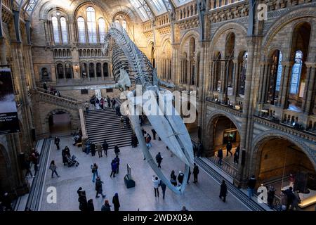 Besucher unter dem Skelett eines Blauwals in der Hintze Hall, dem Haupteingang des Natural History Museum am 19. Januar 2024 in London, Großbritannien. Das Museum stellt eine große Auswahl an Exemplaren aus verschiedenen Bereichen der Naturgeschichte aus. Das Museum beherbergt lebendige und erdwissenschaftliche Exemplare, die rund 80 Millionen Gegenstände aus fünf Hauptsammlungen umfassen: Botanik, Entomologie, Mineralogie, Paläontologie und Zoologie. Das Museum ist ein Forschungszentrum, das sich auf Taxonomie, Identifikation und Erhaltung spezialisiert hat. Stockfoto