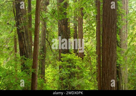 Coast Redwood (Sequoia Sempervirens) entlang Naturlehrpfad, Prairie Creek Redwoods State Park, Redwood National Park, Kalifornien Stockfoto