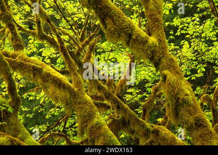 Bigleaf maple entlang Prairie Creek Trail, Prairie Creek Redwoods State Park, Redwood National Park, Kalifornien Stockfoto