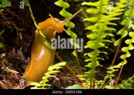 Banane Metallklumpen entlang South Fork Trail, Prairie Creek Redwoods State Park, Redwood National Park, Kalifornien Stockfoto