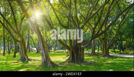 Schöner grüner Banyan-Baum, viele Stämme verflochten zu einer riesigen Ficus-Mikrocarpa. Stockfoto