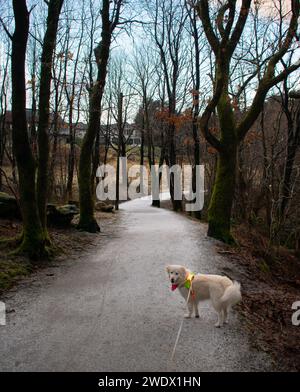 Husky mit leuchtender Hi-Vis-Weste auf einem Wanderweg mit Blick auf den gefrorenen See im Winter. Rogaland Norwegen Stockfoto