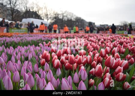 Amsterdam, Niederlande. Januar 2024. Am Nationalfeiertag der Tulpen in Amsterdam, Niederlande, treffen sich am 20. Januar 2024 mehr als 200.000 farbenfrohe Tulpen, die von niederländischen Tulpenzüchtern am Nationalfeiertag der Tulpe kostenlos hergestellt wurden. (Foto: Mouneb Taim/INA Photo Agency/SIPA USA) Credit: SIPA USA/Alamy Live News Stockfoto