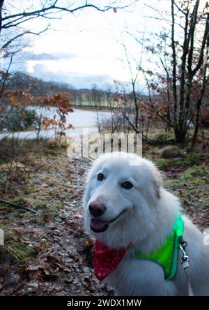 Husky mit leuchtender Hi-Vis-Weste auf einem Wanderweg mit Blick auf den gefrorenen See im Winter. Rogaland Norwegen Stockfoto