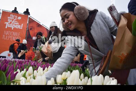 Amsterdam, Niederlande. Januar 2024. Eine Frau pflückt Tulpen im Museumplein am National Tulpe Day in Amsterdam, Niederlande, am 20. Januar 2024, mehr als 200.000 farbenfrohe Tulpen, die von niederländischen Tulpenzüchtern am National Tulpe Day kostenlos hergestellt wurden. (Foto: Mouneb Taim/INA Photo Agency/SIPA USA) Credit: SIPA USA/Alamy Live News Stockfoto