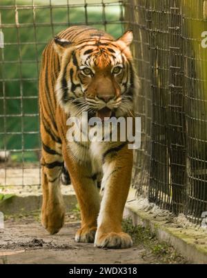 Neapel, Usa. Januar 2024. Malayan Tiger im Naples Zoo Animal Exponate, Mittwoch, 17. Januar 2024 in Naples, Florida. Fotos von Credit: Jennifer Graylock/Alamy Live News Stockfoto