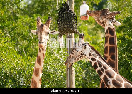 Neapel, Usa. Januar 2024. Giraffen im Naples Zoo Animal Exponate, Mittwoch, 17. Januar 2024 in Naples Florida. Fotos von Credit: Jennifer Graylock/Alamy Live News Stockfoto