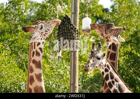 Neapel, Usa. Januar 2024. Giraffen im Naples Zoo Animal Exponate, Mittwoch, 17. Januar 2024 in Naples Florida. Fotos von Credit: Jennifer Graylock/Alamy Live News Stockfoto