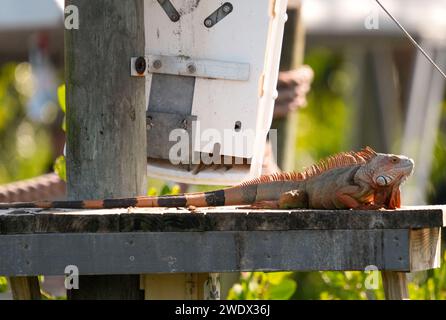 Neapel, Usa. Januar 2024. Leguan im Naples Zoo Animal Exponate, Mittwoch, 17. Januar 2024 in Naples, Florida. Fotos von Credit: Jennifer Graylock/Alamy Live News Stockfoto