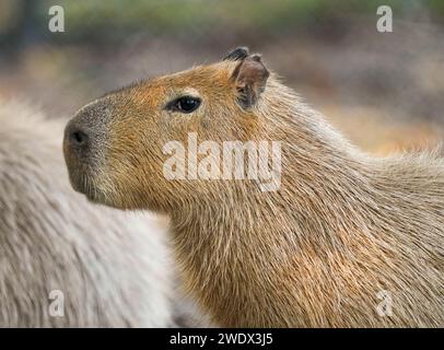 Neapel, Usa. Januar 2024. Capybara im Naples Zoo Animal Exponate, Mittwoch, 17. Januar 2024 in Naples, Florida. Fotos von Credit: Jennifer Graylock/Alamy Live News Stockfoto