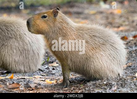 Neapel, Usa. Januar 2024. Capybara im Naples Zoo Animal Exponate, Mittwoch, 17. Januar 2024 in Naples, Florida. Fotos von Credit: Jennifer Graylock/Alamy Live News Stockfoto