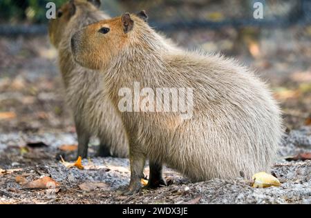 Neapel, Usa. Januar 2024. Capybara im Naples Zoo Animal Exponate, Mittwoch, 17. Januar 2024 in Naples, Florida. Fotos von Credit: Jennifer Graylock/Alamy Live News Stockfoto