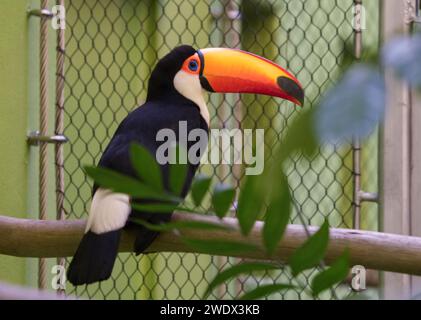 Neapel, Usa. Januar 2024. Tukan im Naples Zoo Animal Exponate, Mittwoch, 17. Januar 2024 in Naples, Florida. Fotos von Credit: Jennifer Graylock/Alamy Live News Stockfoto