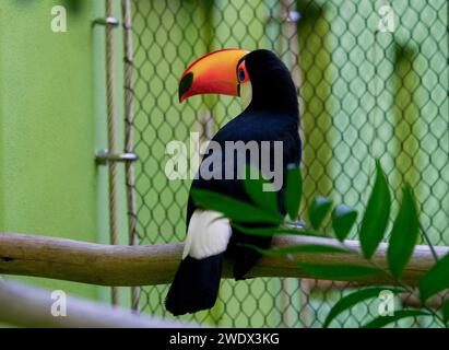 Neapel, Usa. Januar 2024. Tukan im Naples Zoo Animal Exponate, Mittwoch, 17. Januar 2024 in Naples, Florida. Fotos von Credit: Jennifer Graylock/Alamy Live News Stockfoto