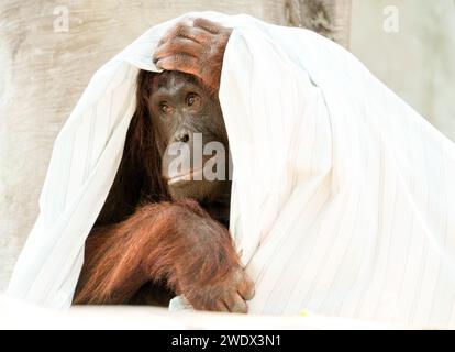 Neapel, Usa. Januar 2024. Bornean Orangutan im Naples Zoo Animal Exponate, Mittwoch, 17. Januar 2024 in Naples, Florida. Fotos von Credit: Jennifer Graylock/Alamy Live News Stockfoto