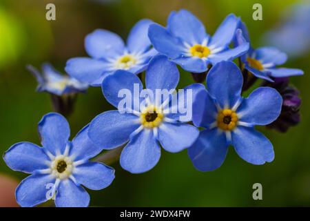 Blue Little Forget me Keine Blumen auf grünem Hintergrund an einem sonnigen Tag in der Frühlingsfotografie. Blühende Myosotis-Wildblumen mit blauen Blütenblättern Stockfoto