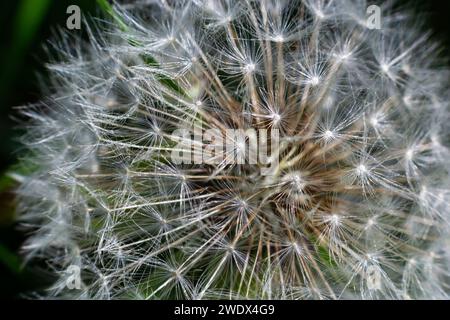 Löwenzahn abstrakter Hintergrund. Schöne weiße flauschige Löwenzahn, Löwenzahn im Sonnenlicht. Unscharfer natürlicher Frühlingshintergrund, Makro, selektiv Stockfoto