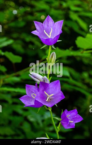 Ballonblume, Tossock Bellflower, Campanula persicifolia oder Campanula carpatica violette Glockenblumen im Herbstgarten. Stockfoto