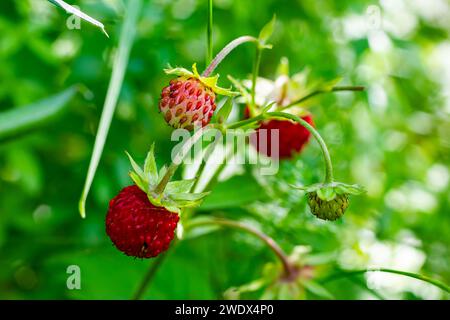 Makrofoto von Fragaria vesca, allgemein als wilde Erdbeere bezeichnet. Stockfoto