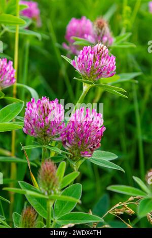 Das ist das Wildblumen Trifolium alpestre, das Purple Globus Klee oder Eulenklee aus der Familie Fabaceae. Stockfoto