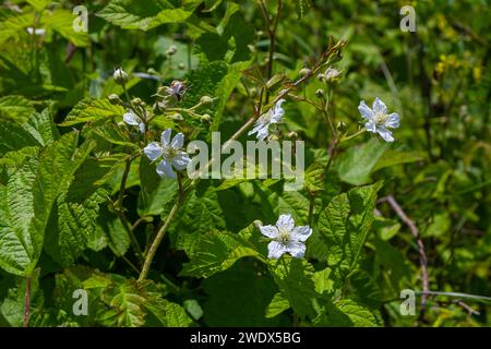 Die Blüte der europäischen Taubeere Rubus caesius im Sommer. Stockfoto